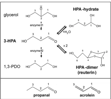Figure 1-3 Formation of 3-Hydroxypropionaldehyde (3-HPA), HPA hydrate, HPA dimer, and 1,3  propanediol from glycerol and the compound propanal and acrolein