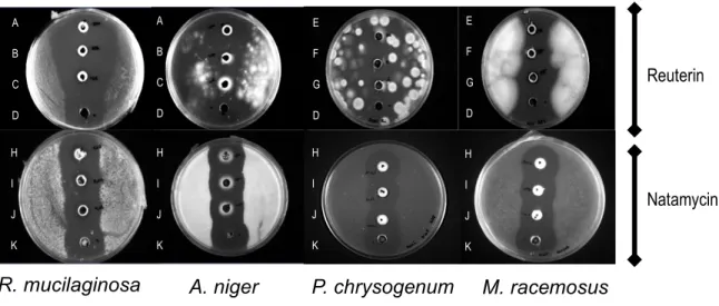 Figure 2-4 Antifungal activity of reuterin and natamycin diluted in 3.25% M.F. milk (3 first  wells on each plate) compared to a control (CT; last well on each plate) mixed in water,  against  R