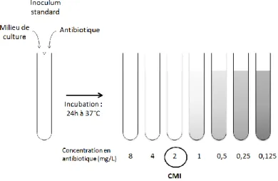 Figure 9 : Détermination de la CMI par méthode de dilution en milieu liquide. 