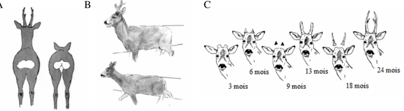 Fig. 3 : Détermination du sexe chez le chevreuil à partir de la forme du miroir (A) et de la silhouette corporelle (B)  et évolution de la ramure du brocard au cours de sa croissance  (Montané 2003) 
