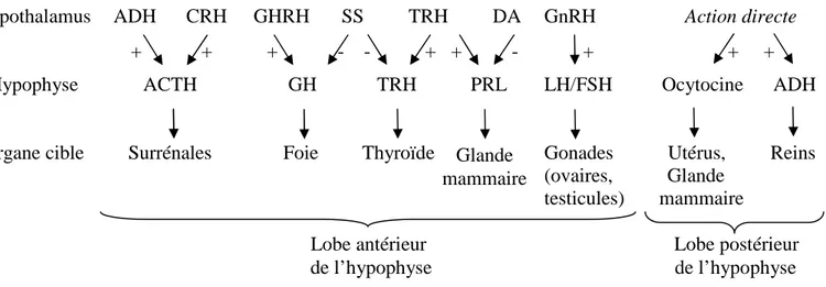 Fig. 13 : Hormones de l’axe hypothalamo-hypophysaire et organes cibles (d’après Moberg et al