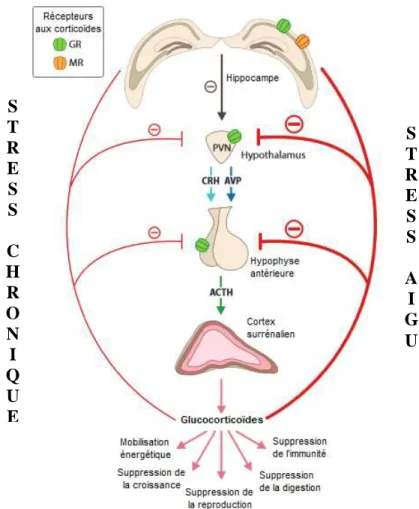 Fig. 14 : Rétrocontrôle négatif de l’axe corticotrope lors de stress aigu et chronique  (Boonstra et al