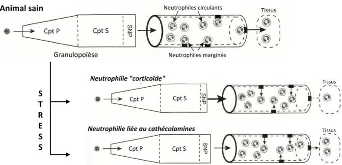 Fig. 18 : Mécanismes physiologiques à l’origine d’une neutrophilie au cours d’un épisode de stress  aigu  (Stockham et al