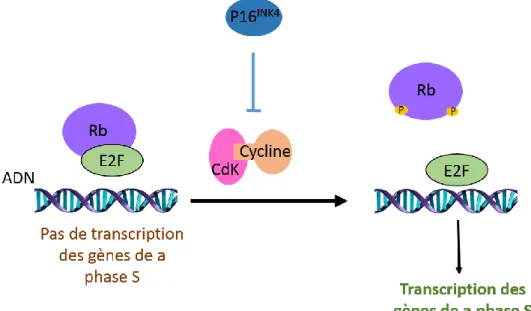 Figure 2: Voie de signalisation CDK-Cycline - Rb - E2F 