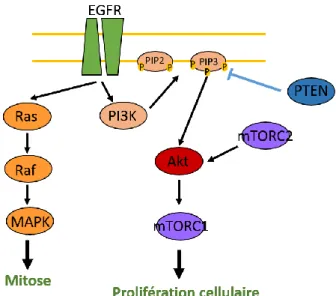 Figure 4: Cascade de signalisation impliquant Akt 