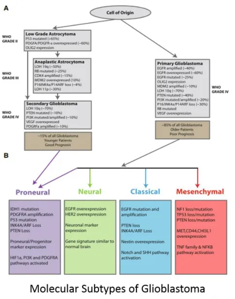 Figure  6:  Classification  moléculaire  des  GBM  (d'après  Verrhaak  et  al.,  2010  issue  de  Ajeawung  2014)