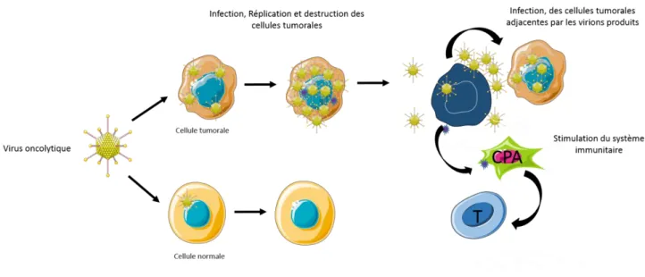 Figure 8: Schéma explicatif du principe des virus oncolytique (inspiré de Sze et al., 2013)                             