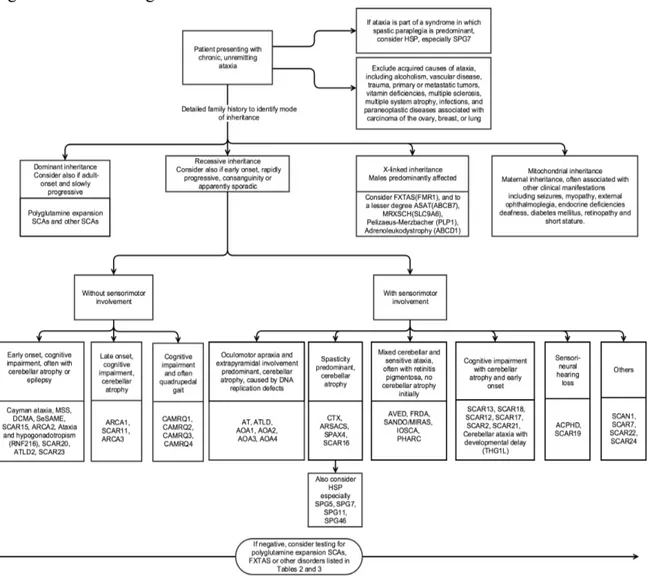 Figure 1.2 Clinical algorithm of autosomal recessive ataxias