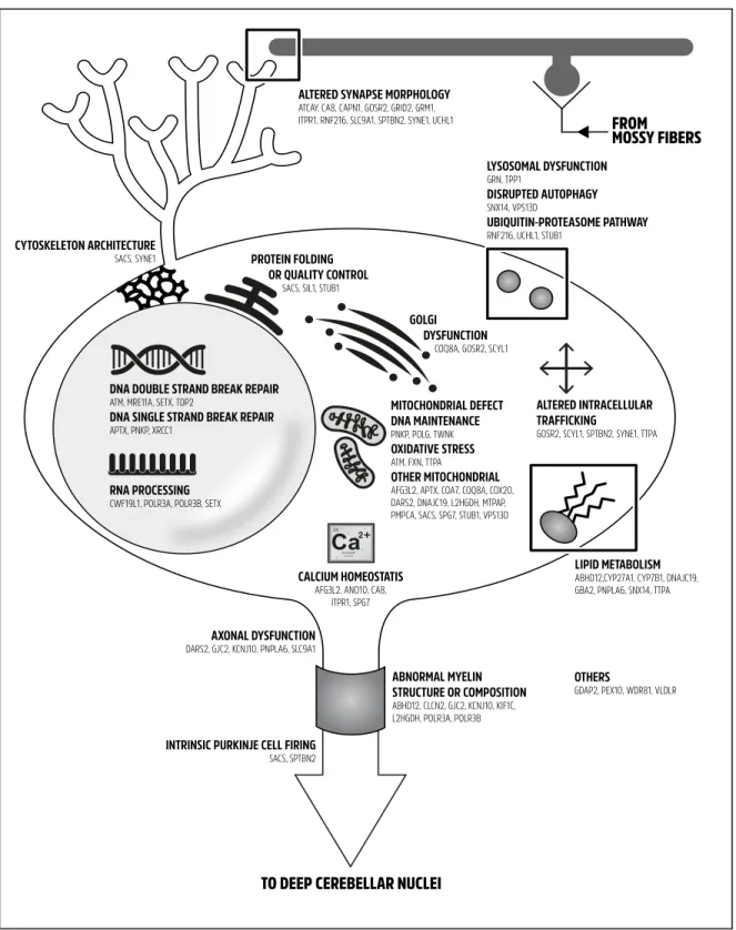 Figure 2.3 Classification of autosomal recessive ataxias according to molecular  pathogenesis  