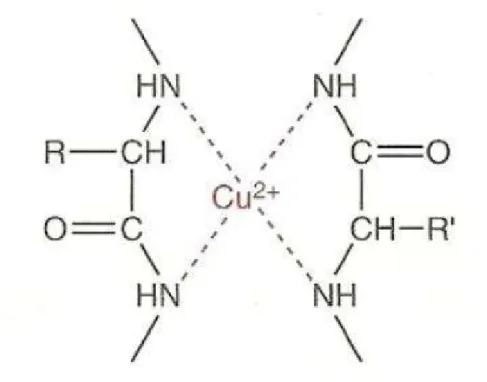 Figure 1. Complexe entre les ions Cu 2+  et les liaisons peptidiques