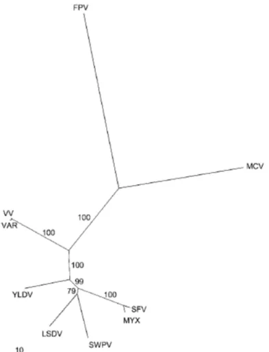 Figure 4. Arbre phylogénétique des chordopoxvirus construit à partir des séquences en acides  aminés de 17 protéines conservées, d’après Gubser et al