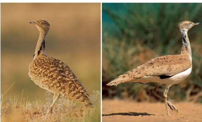 Figure 7. Outarde houbara nord-africaine (C. undulata) à gauche et Outarde houbara asiatique  (C