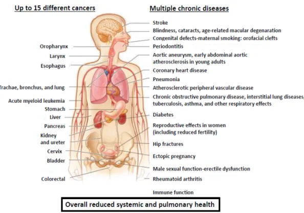 Figure III: Cigarette smoking is a major risk factor for numerous systemic and pulmonary diseases