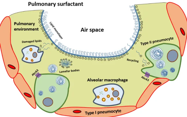 Figure V: The pulmonary surfactant. 