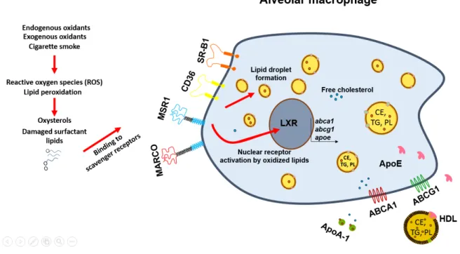 Figure VI: From lipid capture to lipid export by alveolar macrophages. 