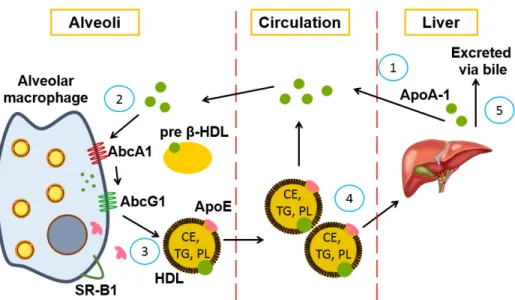 Figure VII: Schematic representation of reverse cholesterol transport (RCT). 