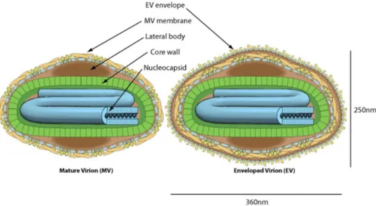 Figure 1. Représentation des deux formes de particules virales matures des poxvirus. ©Swiss  Institute of Bioinformatics 
