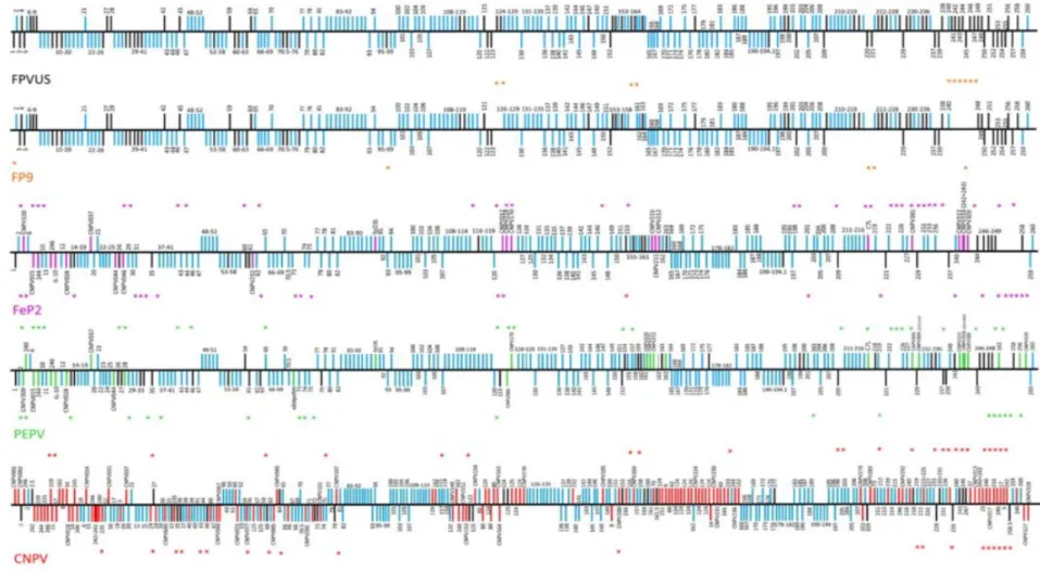 Figure 2. Génomes des cinq avipoxvirus séquencés, d’après Offerman et al. 2014 (11). 