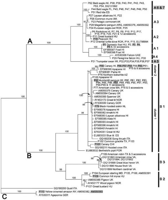 Figure 5. Phylogénie des avipoxvirus construite à partir du locus P4b, d’après Gyuranecz et al