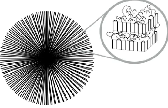 Figure 4:   Figure représentant une sphérolite avec un zoom montrant la composition de  lamelles interreliées