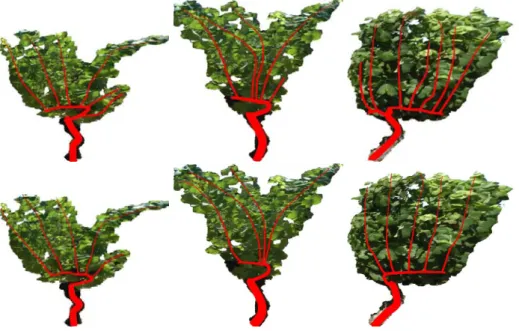 Figure 2.5: Example skeletons estimated by two different wine experts on three different vine plants.