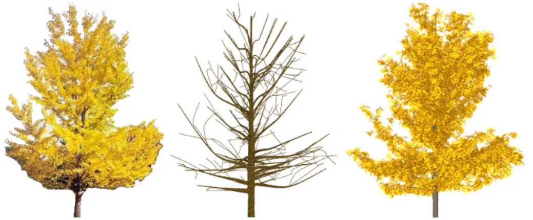 Figure 2.23: The ginkgo biloba (monopoldial tree). On the left, the original image; in the middle, the generated branching system (3D); on the right, the generated model with leaves, rendered with a similar viewpoint as the original image.