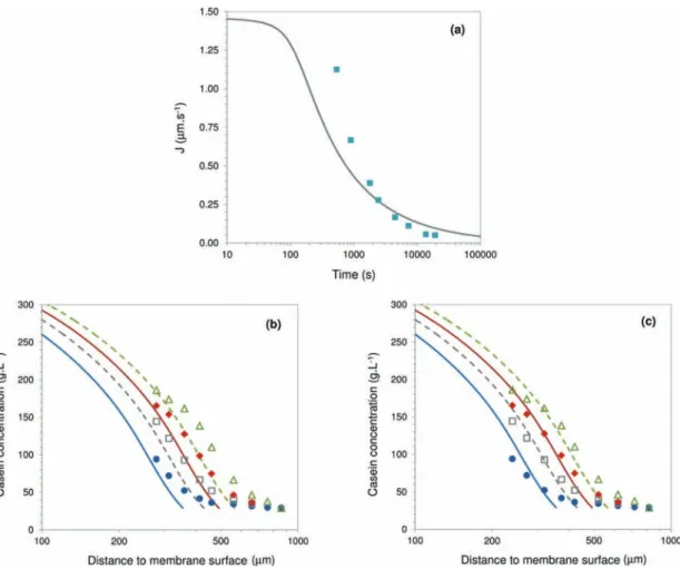 Figure 10. Comparing the model predictions with actual ﬁltration results: ﬁltration ﬂux versus time (a), casein concentration proﬁles in the accumulated layer (b)−(c)