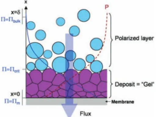 Figure 1. Schematic cartoon of soft colloidal particles accumulating at a membrane surface in dead-end ﬁltration