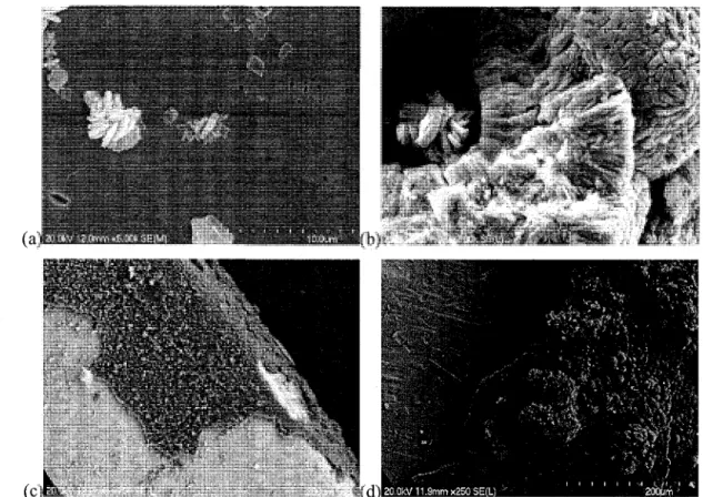 Figure 30. Images MEB du tartre de cristallisation de gibbsite selon les differents traitements  de surface (a) et (b) Acier electropoli, (c) Acier poli chimiquement et (d) Acier non poli 