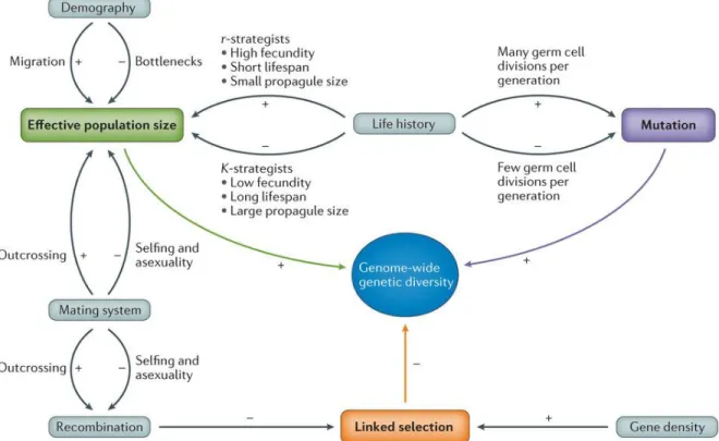 Figure 1.1: Overview of determinants of genetic diversity. Effective population size, mutation  rate  and  linked  selection  are  the  main  factors  affecting  diversity