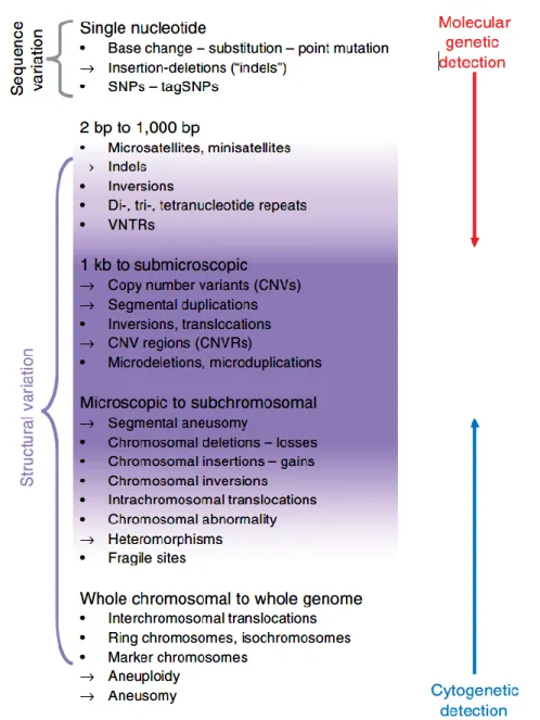 Figure  1.2:  Lexicon  of  genomic  variation.  Descriptors  of  variation  began  in  the  realm  of  cytogenetics, followed by those from the field of molecular genetics
