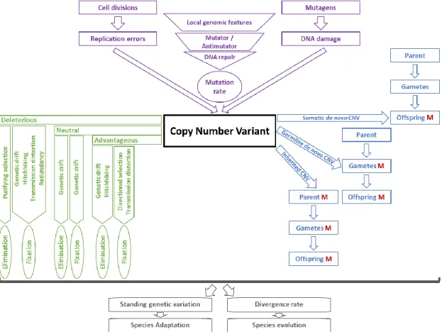 Figure 1.3: Role of CNVs in adaptation and evolution. The three factors that determine CNV  diversity  within  species,  namely  CNV  origin  and  mutation  rate  (in  purple);  transmission  patterns (in blue) and fate (in green), are discussed in the fol