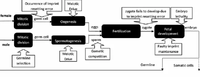 Figure  1.4:  Underlying  biological  mechanisms  behind  transmission  distortions  [Figure  reproduced  by  permission  from  Springer:  Human  Genetics,  Huang  et  al.,  2013,  copyright  2012]