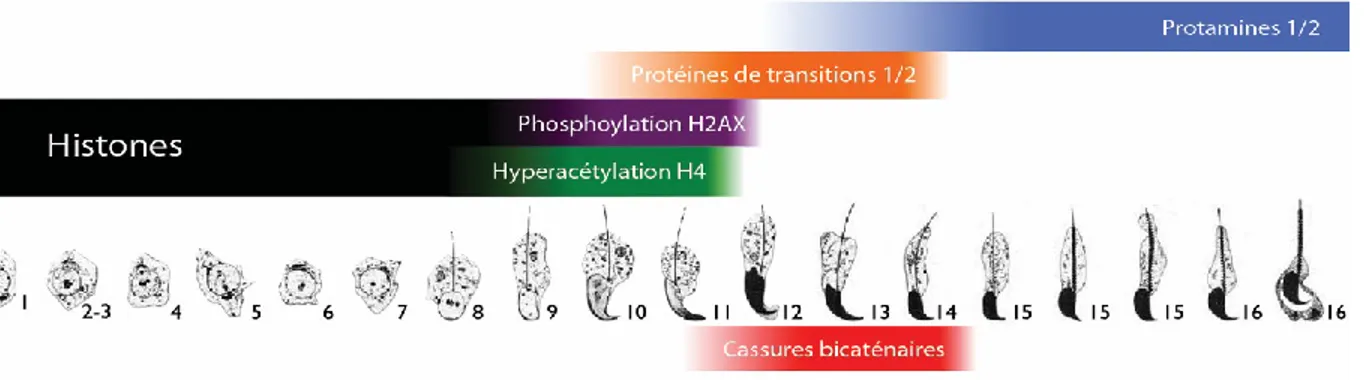 Figure 3. Schématisation du remodelage de la chromatine de la spermiogenèse. Au cours  de la spermiogenèse, l’histone H4 est hyperacétylée et l’histone H2AX est phosphorylée, ce 