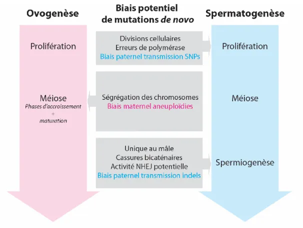 Figure 6. Biais potentiels entre l’ovogenèse et la spermatogenèse pour la transmission de  mutations  de  novo