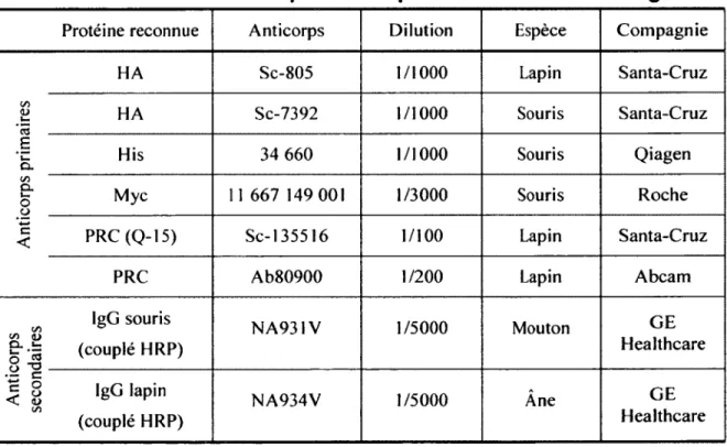 Tableau  3  :  Liste d’anticorps  utilisés  pour les immunobuvardages