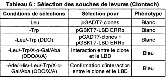 Tableau 6  :  Sélection des souches de  levures (Clontech) Conditions de sélections Sélection pour Phénotype