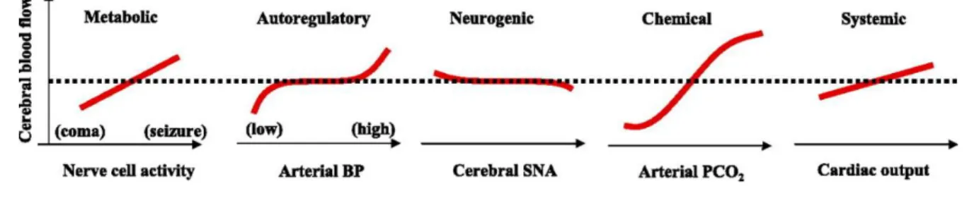 Figure  4:  Relation  directionnelle  de  la  régulation  du  débit  sanguin  cérébral  et de  ses  principaux  déterminants