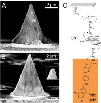 Figure 1. AFM-tip functionalization. ((A), (B)) SEM images of AFM-tips after covalent binding of oxDWNTs and functionalization with folic acid with high and reduced loading of oxDWNTs, respectively