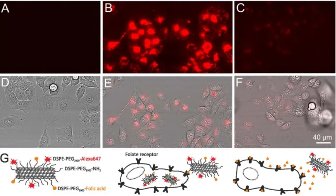 Figure 5. Specific uptake of FA functionalized oxDWNTs by T24 cells. (A)–(C) TIRF microscopy images (contrast: counts [0, 2000])