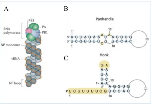 Figure  5 :  Structure  d’un  segment  génomique  viral  et  de  son  promoteur.  Structure  de  la  particule vRNP composée de la polymérase virale (complexe PB2, PB1 et PA), de monomère NP  ainsi que du génome ARN simple brin de polarité négative (A)
