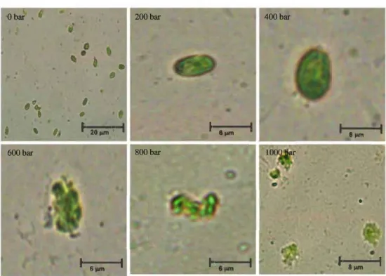 Fig. 1  Microscopie observation  before and after cell disruption of  T. suecica. 1  Before disruption,  2 200 bar,  3 400 bar, 4 600 bar, 5 800 bar,  6  1,000 bar Obar  •  •  ,o,  - '  • ' 