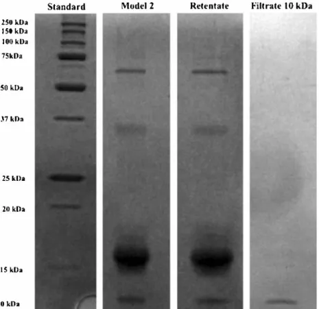 Fig. 4  SDS-PAGE after  ultrafiltration of the second model  suspension with 10-kDa  membrane  250 kDa ISO kDa  lllO kDa  75kDa  SO kDa  .l7 kDa  25 kDa  20 kDa  JS kDa  Ill kDa 