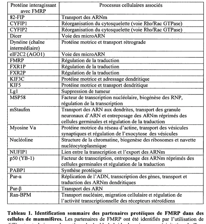 Tableau  1.  Identification  sommaire  des  partenaires  protéiques  de  FMRP  dans  des  cellules  de  mammifères