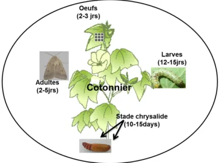 Figure 8. Cycle de vie d’Helicoverpa armigera sur un cotonnier en conditions tropicales