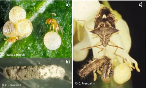 Figure 9. Prédateurs et parasitoïdes d’ H. armigera. A) Œufs d’H. armigera parasités par un  trichogramme,  b)  Chenille  d’  H