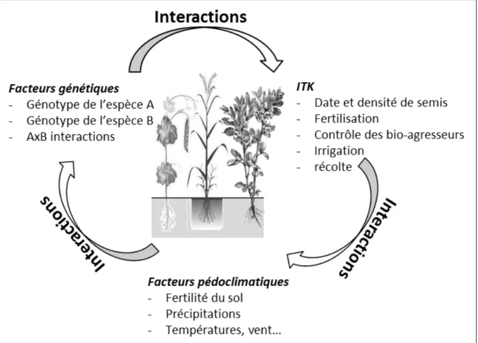 Figure  2  Complexité  des  interactions  entre  les  facteurs  biotiques  et  abiotiques  au  sein  d’une  culture  associée  (Francis, 1981)