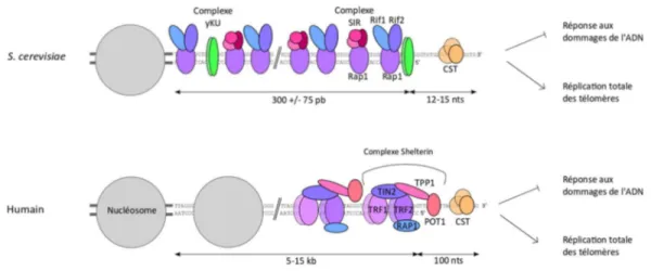 Figure 1 : Les principales protéines associées aux télomères chez la levure bourgeonnante et  l’humain 
