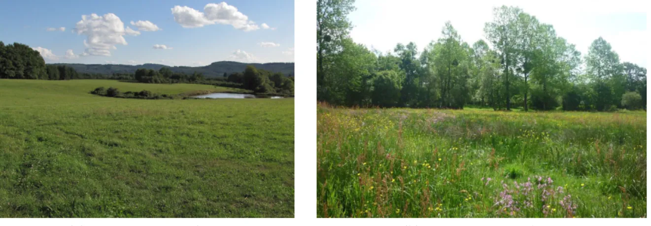 Figure 1: Example of meadows.