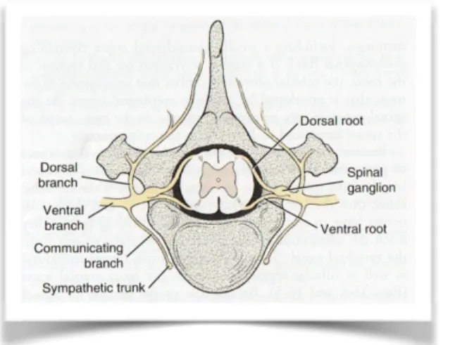 Figure  1  :  Schéma  d'un  nerf  spinal.  D'après Evans (2013). 